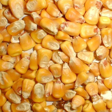 Seed Corn Whole