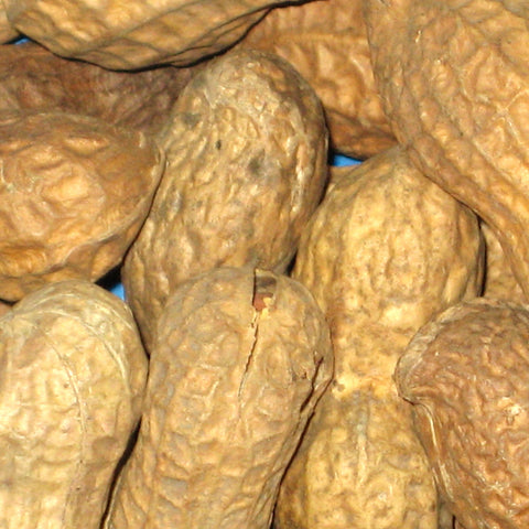 Peanuts RAW IN SHELL