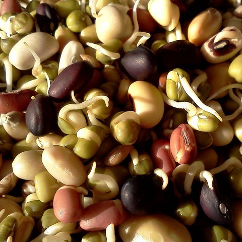 Spruted Mix Sprout Mixes – Absolutely Nuts Australia
